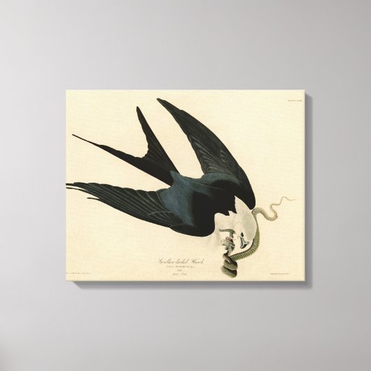 ZwemstaartHawk - Amerikaanse vogels van Audubon Canvas Afdruk (Voorkant)