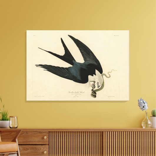 ZwemstaartHawk - Amerikaanse vogels van Audubon Canvas Afdruk (Insitu (Woonkamer))