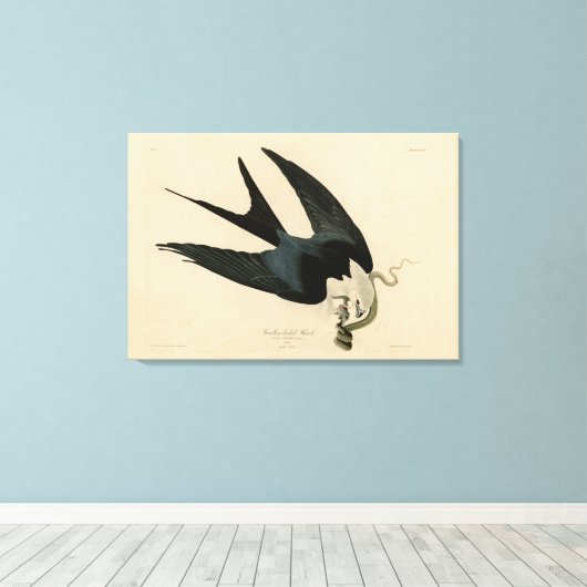 ZwemstaartHawk - Amerikaanse vogels van Audubon Canvas Afdruk (Insitu (Houten vloer))