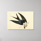ZwemstaartHawk - Amerikaanse vogels van Audubon Canvas Afdruk (Voorkant)