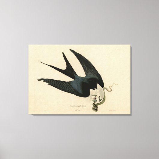 ZwemstaartHawk - Amerikaanse vogels van Audubon Canvas Afdruk (Voorkant)