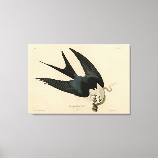 ZwemstaartHawk - Amerikaanse vogels van Audubon Canvas Afdruk (Voorkant)