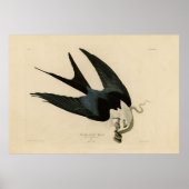 ZwemstaartHawk - Amerikaanse vogels van Audubon Poster (Voorkant)