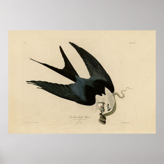 ZwemstaartHawk - Amerikaanse vogels van Audubon Poster (Voorkant)