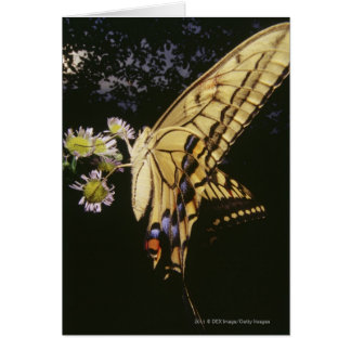 Zwemstaartje Butterfly op bloem, dichtbij