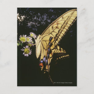 Zwemstaartje Butterfly op bloem, dichtbij Briefkaart