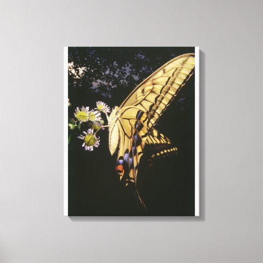Zwemstaartje Butterfly op bloem, dichtbij Canvas Afdruk (Voorkant)