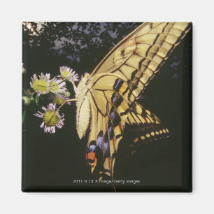 Zwemstaartje Butterfly op bloem, dichtbij Magneet