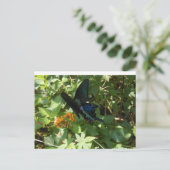 Zwemstaartvlinder Briefkaart (Staand voorkant)