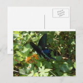 Zwemstaartvlinder Briefkaart (Voorkant / Achterkant)