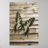 Zwemstaartvlinder Poster (Voorkant)