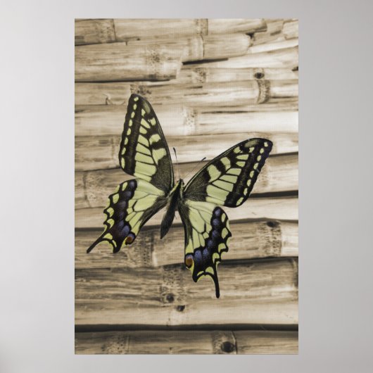 Zwemstaartvlinder Poster (Voorkant)