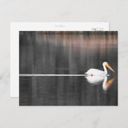 zwemster briefkaart (Voorkant / Achterkant)