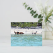 Zwemvarkens in doorsnede Briefkaart (Staand voorkant)