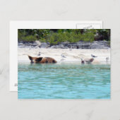 Zwemvarkens in doorsnede Briefkaart (Voorkant / Achterkant)