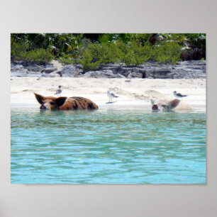 Zwemvarkens in doorsnede Poster