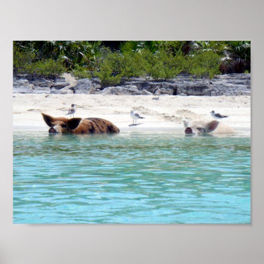 Zwemvarkens in doorsnede Poster (Voorkant)