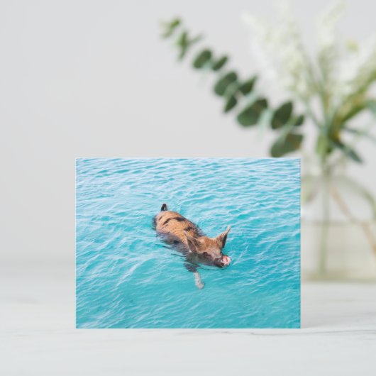 Zwemvarkens van Exuma Briefkaart (Staand voorkant)
