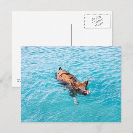Zwemvarkens van Exuma Briefkaart (Voorkant / Achterkant)