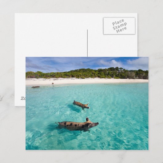 Zwemvarkens van Exuma Briefkaart (Voorkant / Achterkant)