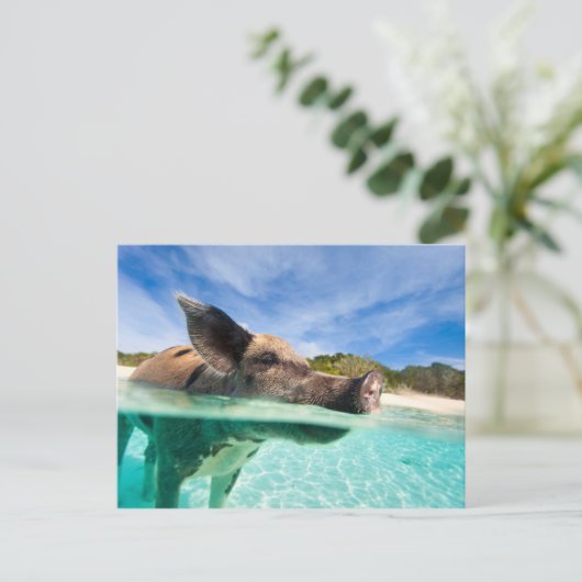 Zwemvarkens van Exuma Briefkaart (Staand voorkant)