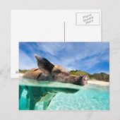 Zwemvarkens van Exuma Briefkaart (Voorkant / Achterkant)