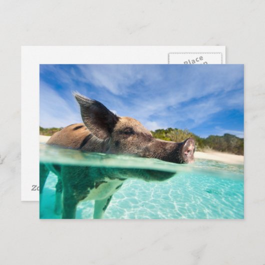 Zwemvarkens van Exuma Briefkaart (Voorkant / Achterkant)