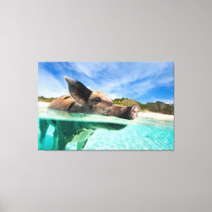 Zwemvarkens van Exuma Canvas Afdruk