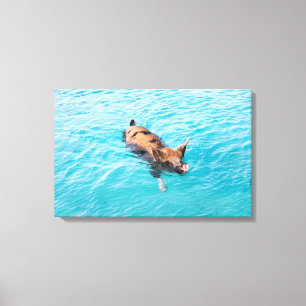 Zwemvarkens van Exuma Canvas Afdruk