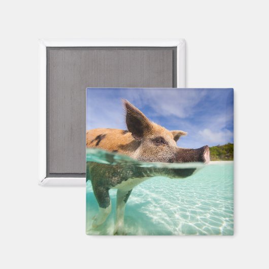 Zwemvarkens van Exuma Magneet (Voorkant / Achterkant)