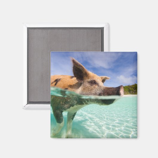 Zwemvarkens van Exuma Magneet (Voorkant / Achterkant)