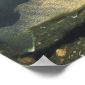 Zwemvissen van de soort "alleye" in "Tank Small Poster (Hoek)