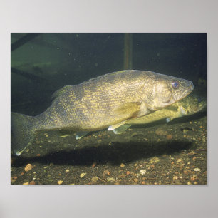 Zwemvissen van de soort "alleye" in "Tank Small Poster