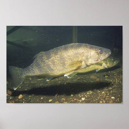 Zwemvissen van de soort "alleye" in "Tank Small Poster (Voorkant)
