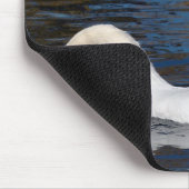 Zwemvoeding Muismat (Hoek)