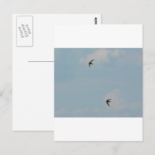 Zwemvogels Briefkaart (Voorkant / Achterkant)