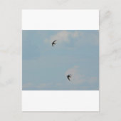 Zwemvogels Briefkaart (Voorkant)