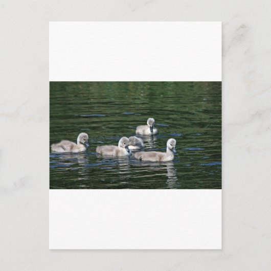 Zwemvrienden Briefkaart (Voorkant)