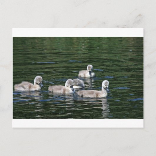 Zwemvrienden Briefkaart (Voorkant)