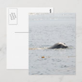 Zwemzegel Briefkaart (Voorkant / Achterkant)