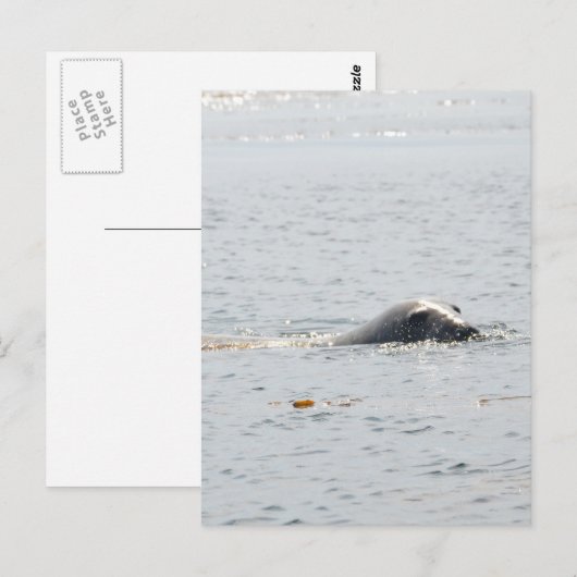 Zwemzegel Briefkaart (Voorkant / Achterkant)