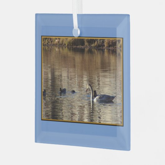 Zwemzwaan eenden vierkant glas Ornament (Voorkant links)