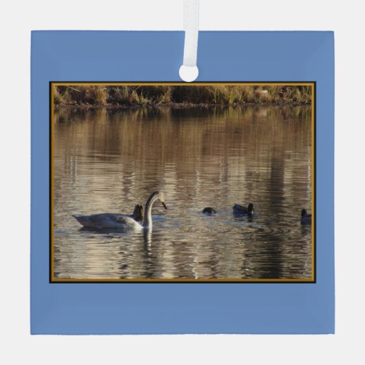 Zwemzwaan eenden vierkant glas Ornament (Achterkant)