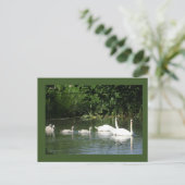 Zwemzwaan Familie DIY Briefkaart (Staand voorkant)