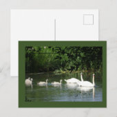 Zwemzwaan Familie DIY Briefkaart (Voorkant / Achterkant)