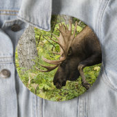 Zwerfende Eland Ronde Button 6,0 Cm (In situ)