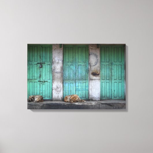 Zwerfhonden voor het doek van vuile groene deuren canvas afdruk (Voorkant)