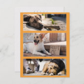 Zwerfhonden wachten op adoptie Postcrossing Briefkaart (Voorkant / Achterkant)