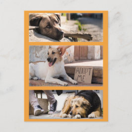 Zwerfhonden wachten op adoptie Postcrossing Briefkaart