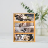 Zwerfhonden wachten op adoptie Postcrossing Briefkaart (Staand voorkant)